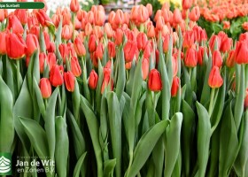 Tulipa Sunbelt ® (2)